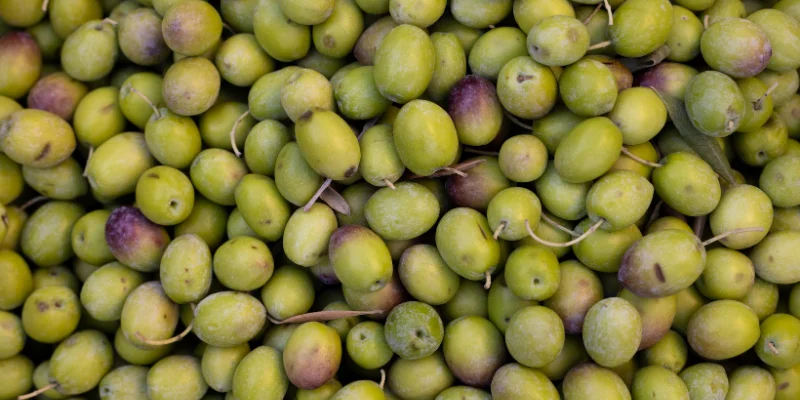 Zeytinyağının Cilt Bakımında Kullanımı?